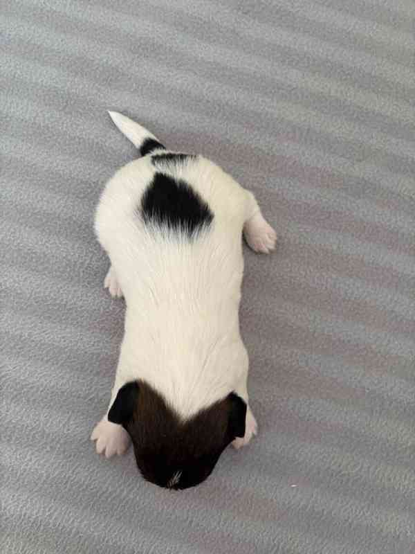 Jack Russell terier - štěně s PP - foto 4
