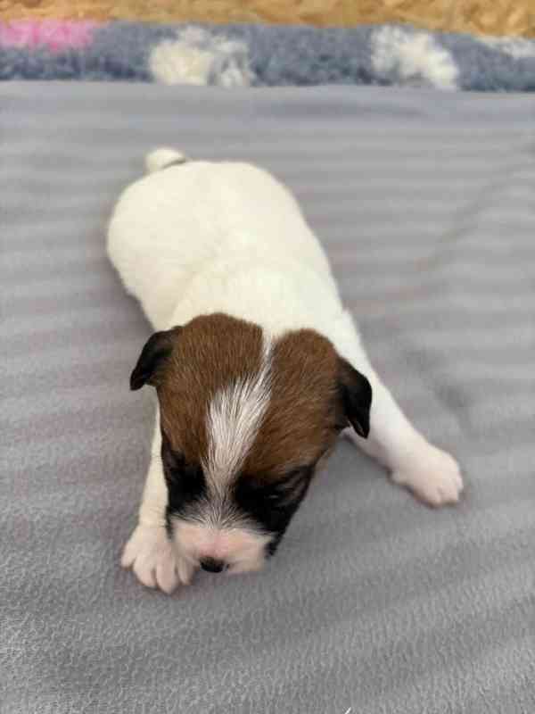Jack Russell terier - štěně s PP - foto 6