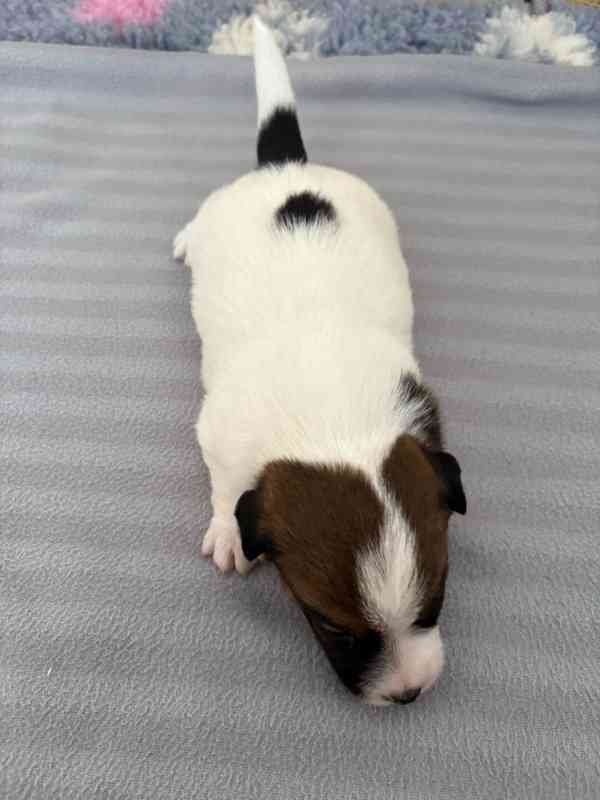 Jack Russell terier - štěně s PP - foto 3