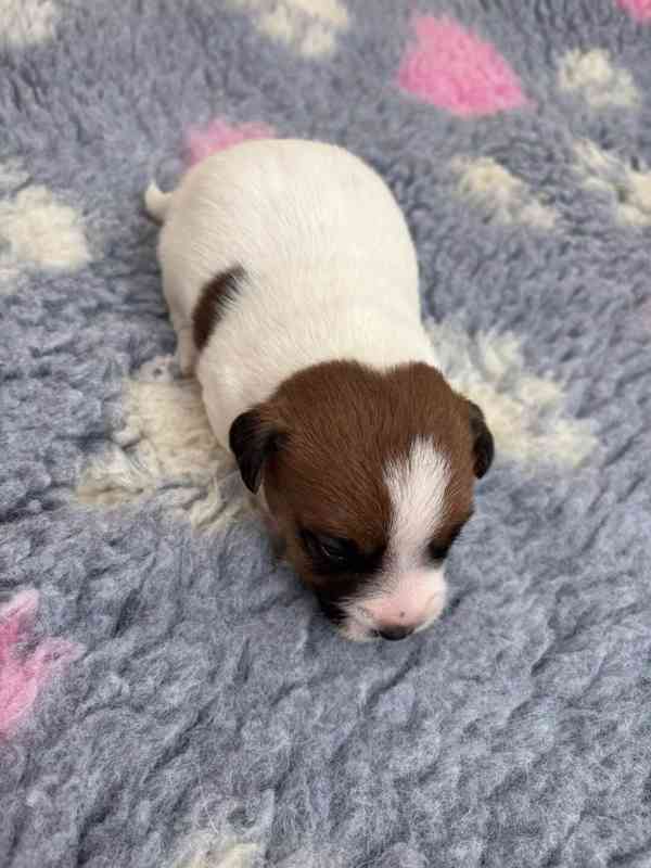 Jack Russell terier - štěně s PP - foto 5