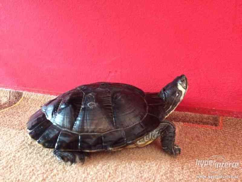 Daruji želvu nádhernou i s želváriem - foto 2