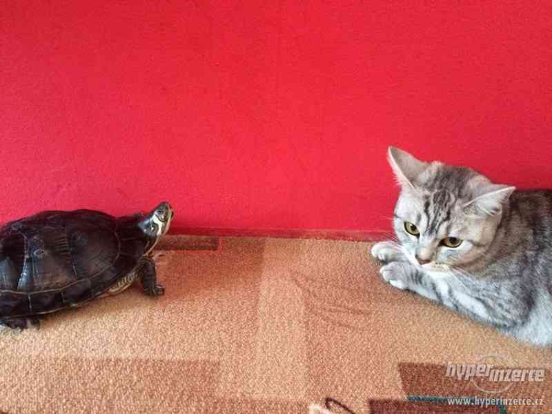 Daruji želvu nádhernou i s želváriem - foto 3