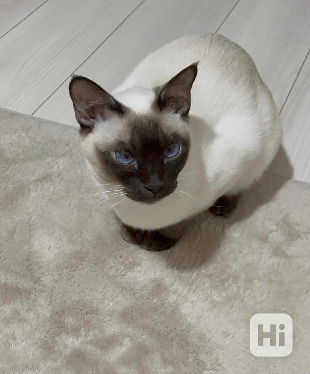 Máme 2 siamská koťata, samce a samici - foto 1