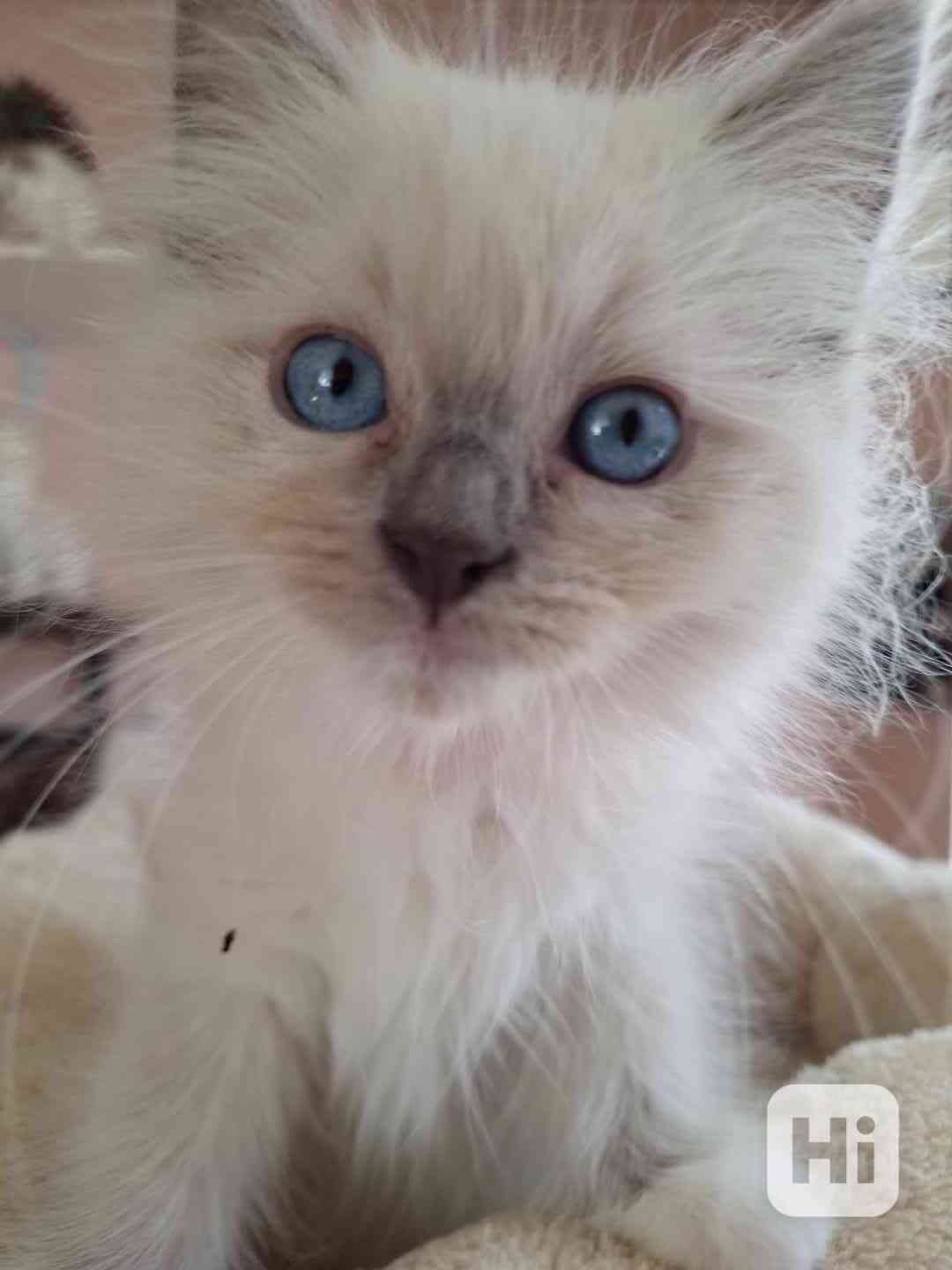 Koťátka Ragdoll s PP - foto 1
