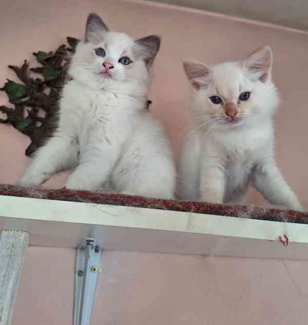 Koťátka Ragdoll s PP - foto 3