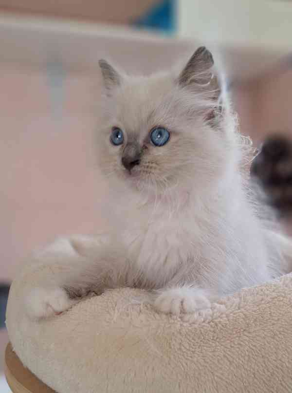 Koťátka Ragdoll s PP - foto 10