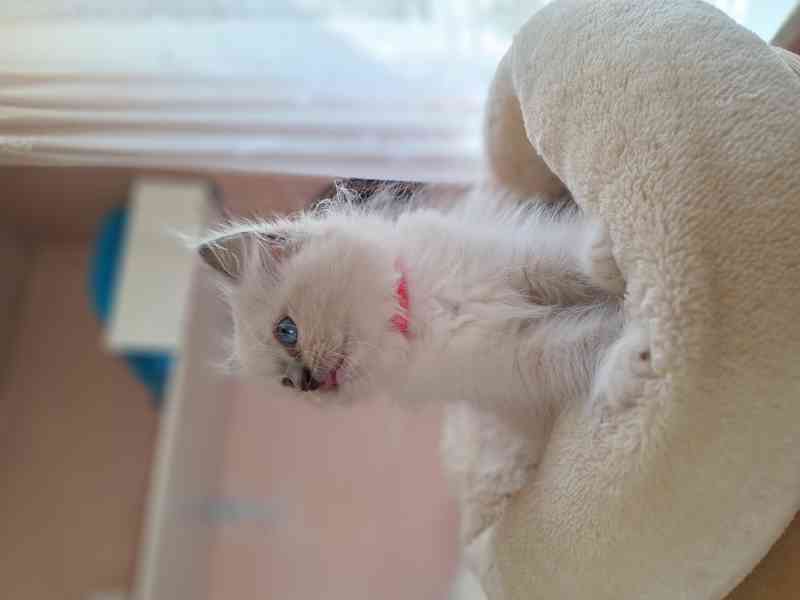 Koťátka Ragdoll s PP - foto 9