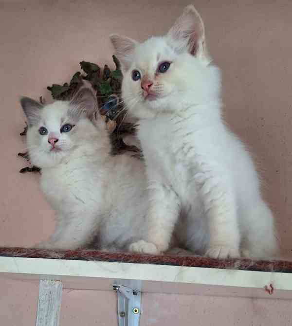 Koťátka Ragdoll s PP - foto 2