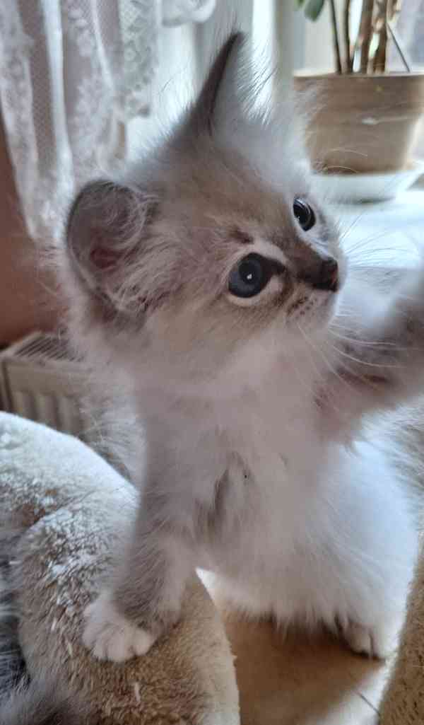 Koťátka Ragdoll s PP - foto 7