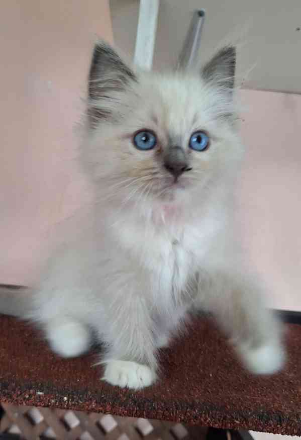 Koťátka Ragdoll s PP - foto 5