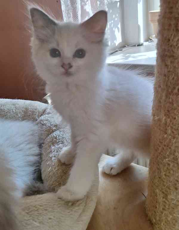 Koťátka Ragdoll s PP - foto 4