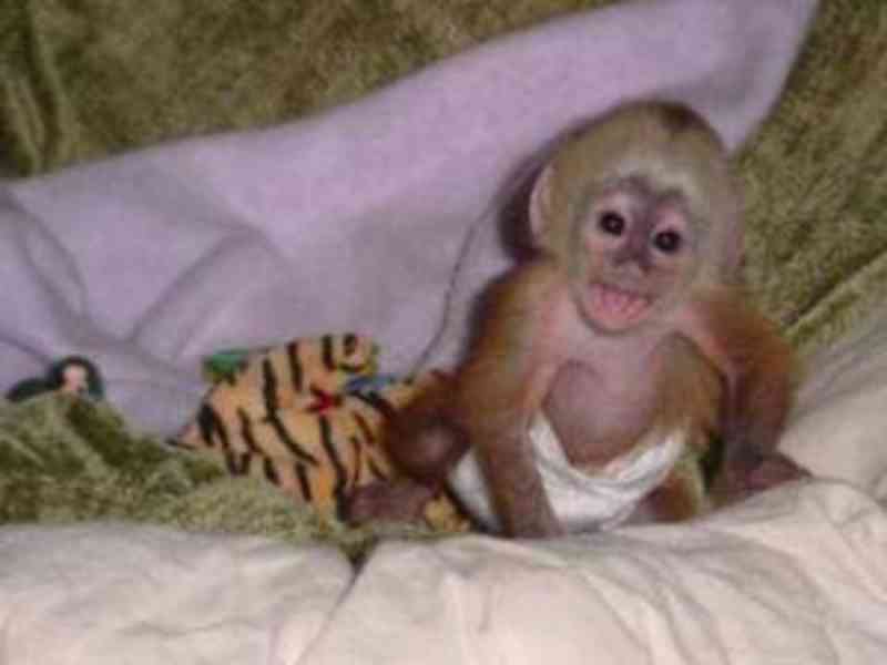 !!!!! Krásné kapucínské opice!!!! Mám krásné, okouzlující a  - foto 1