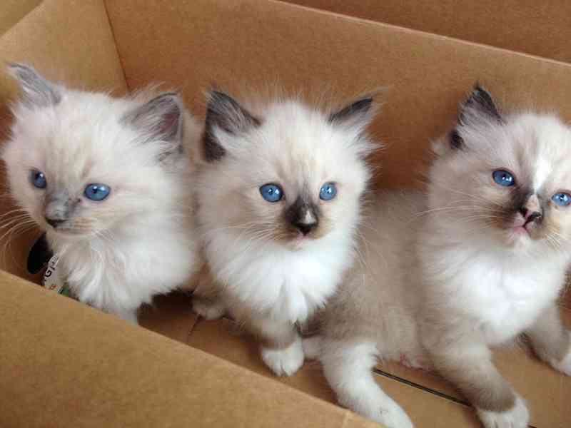 Zdarma ragdoll kotě k adopci hned teď   - foto 2