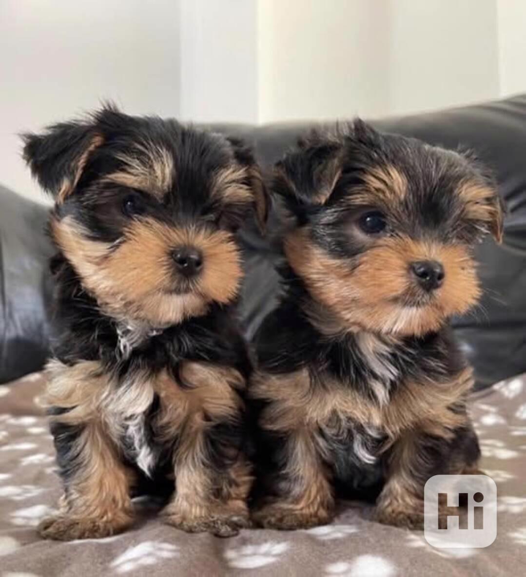  Štěňata jorkšírského teriéra k adopci zdarma - foto 1