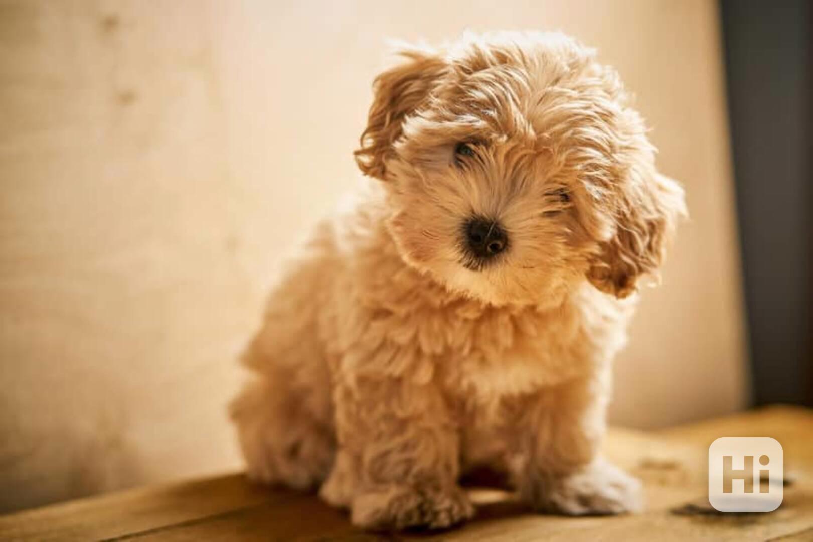 Maltipoo f1b štěňata - foto 1