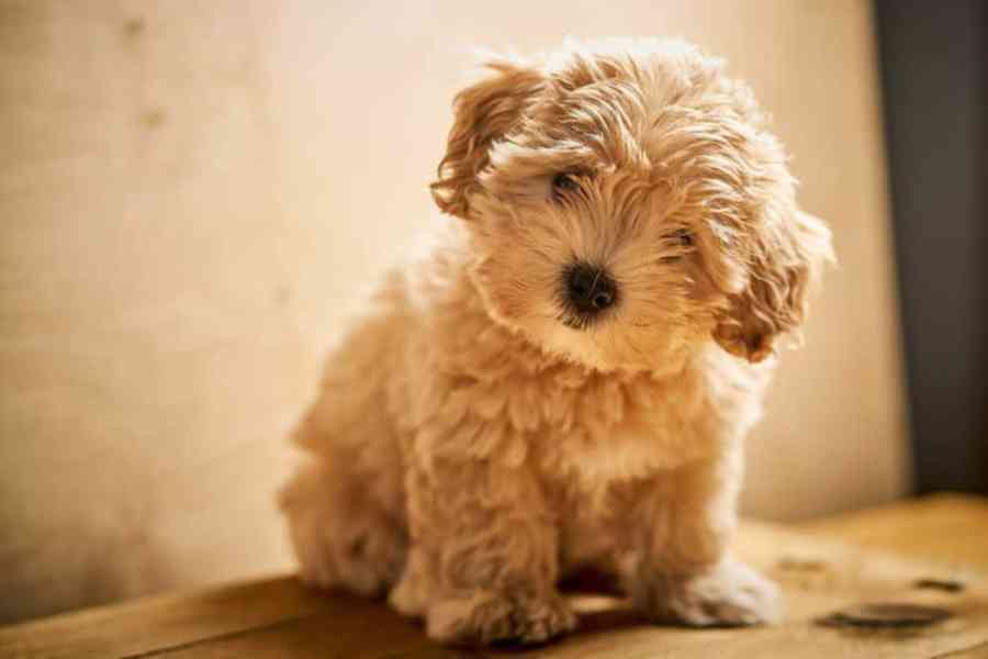 Maltipoo f1b štěňata - foto 1