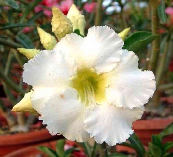 Adenium obesum 'arctic snow' - semena