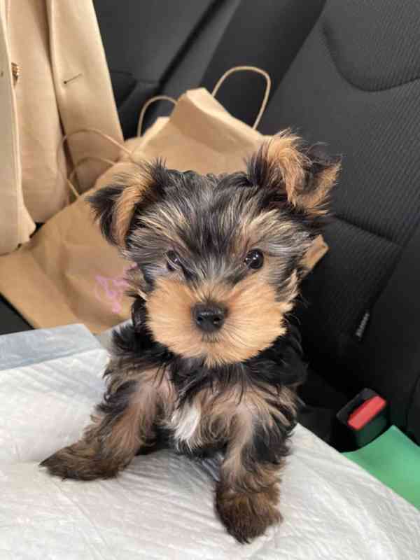 Yorkšírský teriér (Jorkšírský teriér) -krásná štěňátka s PP - foto 1