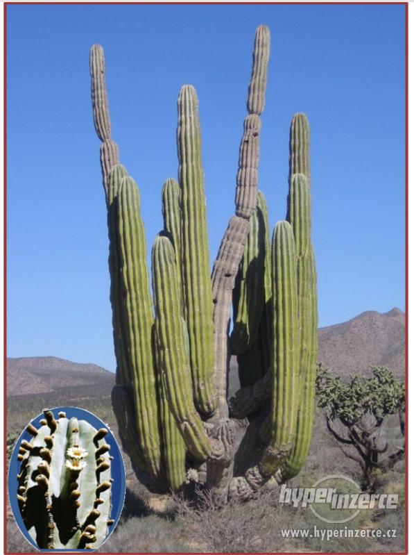 Kaktus Pachycereus pringlei - semena