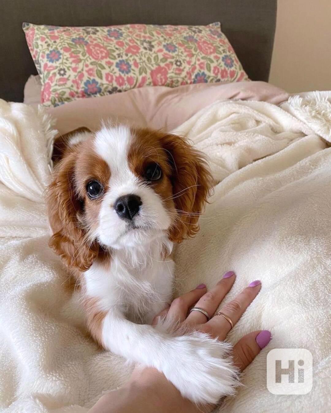kavalír king charles španěl štěňata - foto 1
