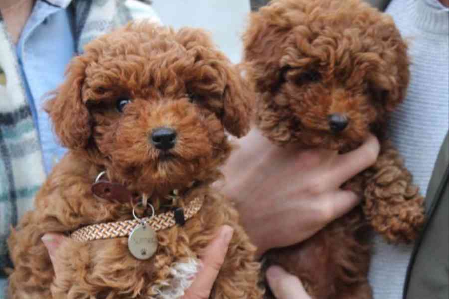 Štěňata pudla - foto 2