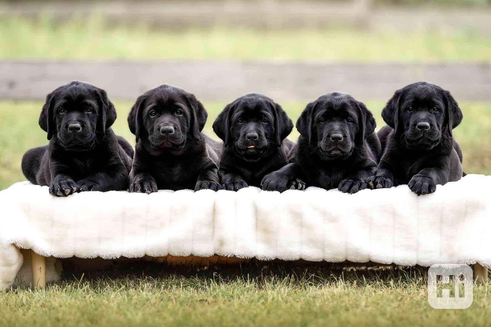 IHNED K ODBĚRU Labrador s PP - foto 1