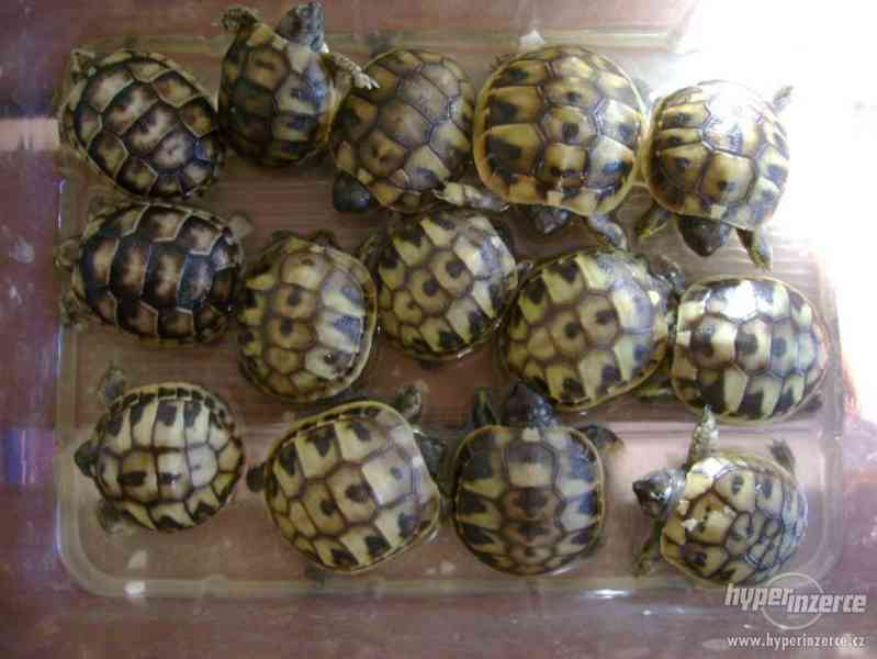 Prodám malé želvičky suchozemské včetně vybavených terártií - foto 16