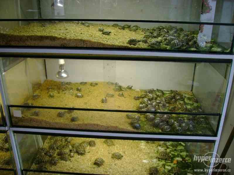 Prodám malé želvičky suchozemské včetně vybavených terártií - foto 17