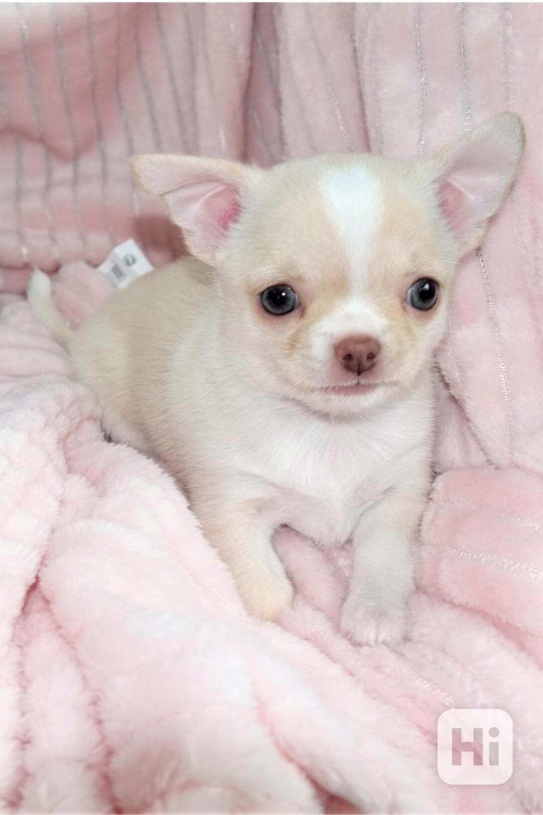  Dárek štěně welsh corgi k adopci zdarma  - foto 1