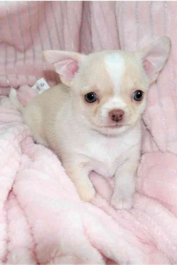  Dárek štěně welsh corgi k adopci zdarma  - foto 1