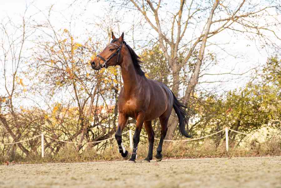 Focení koní, psů, portrétů a akcí v Brně a okolí  - foto 7