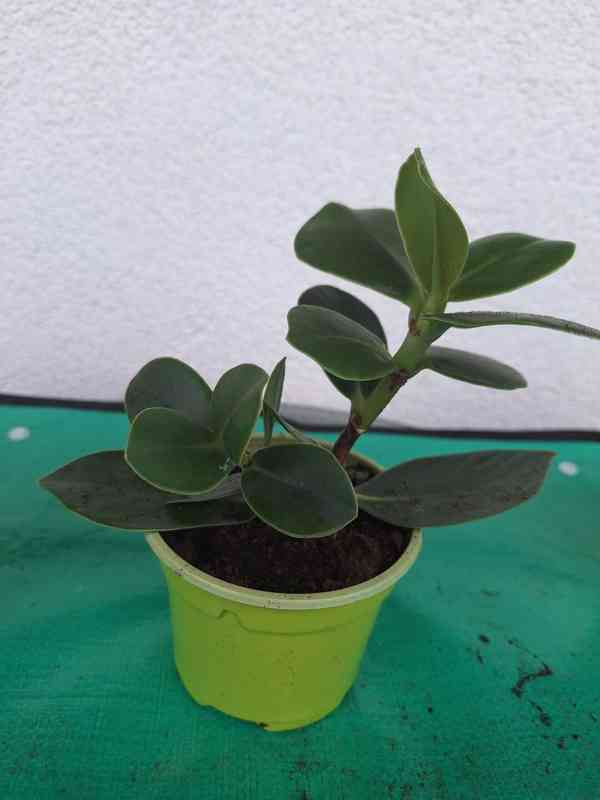 Sukulent - foto 4