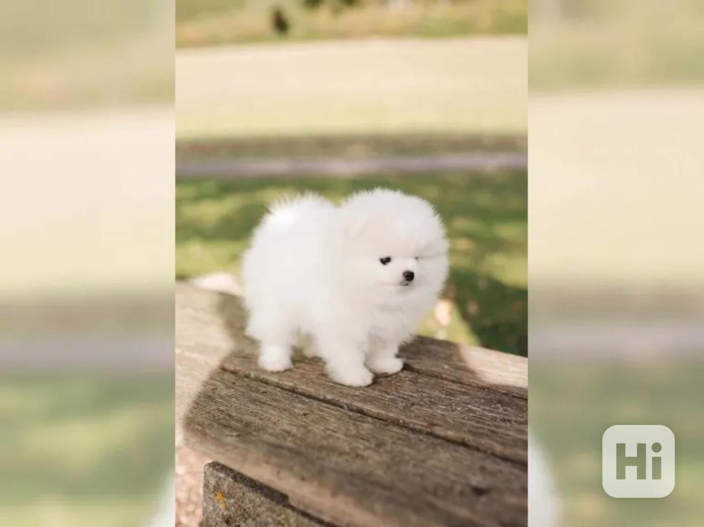 Německý špic trpasličí (Pomeranian) Štěňátka - foto 1