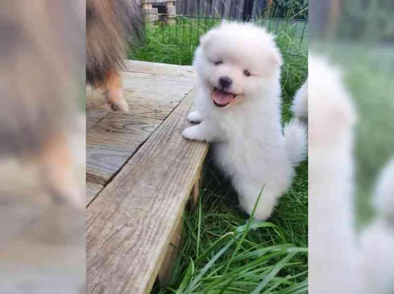 Německý špic trpasličí (Pomeranian) Štěňátka - foto 2