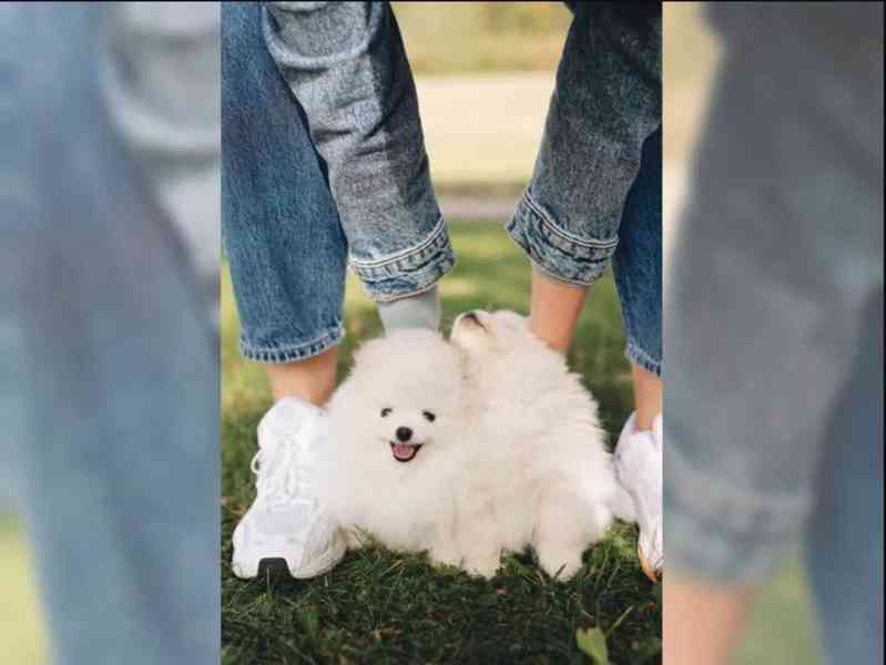 Německý špic trpasličí (Pomeranian) Štěňátka - foto 5