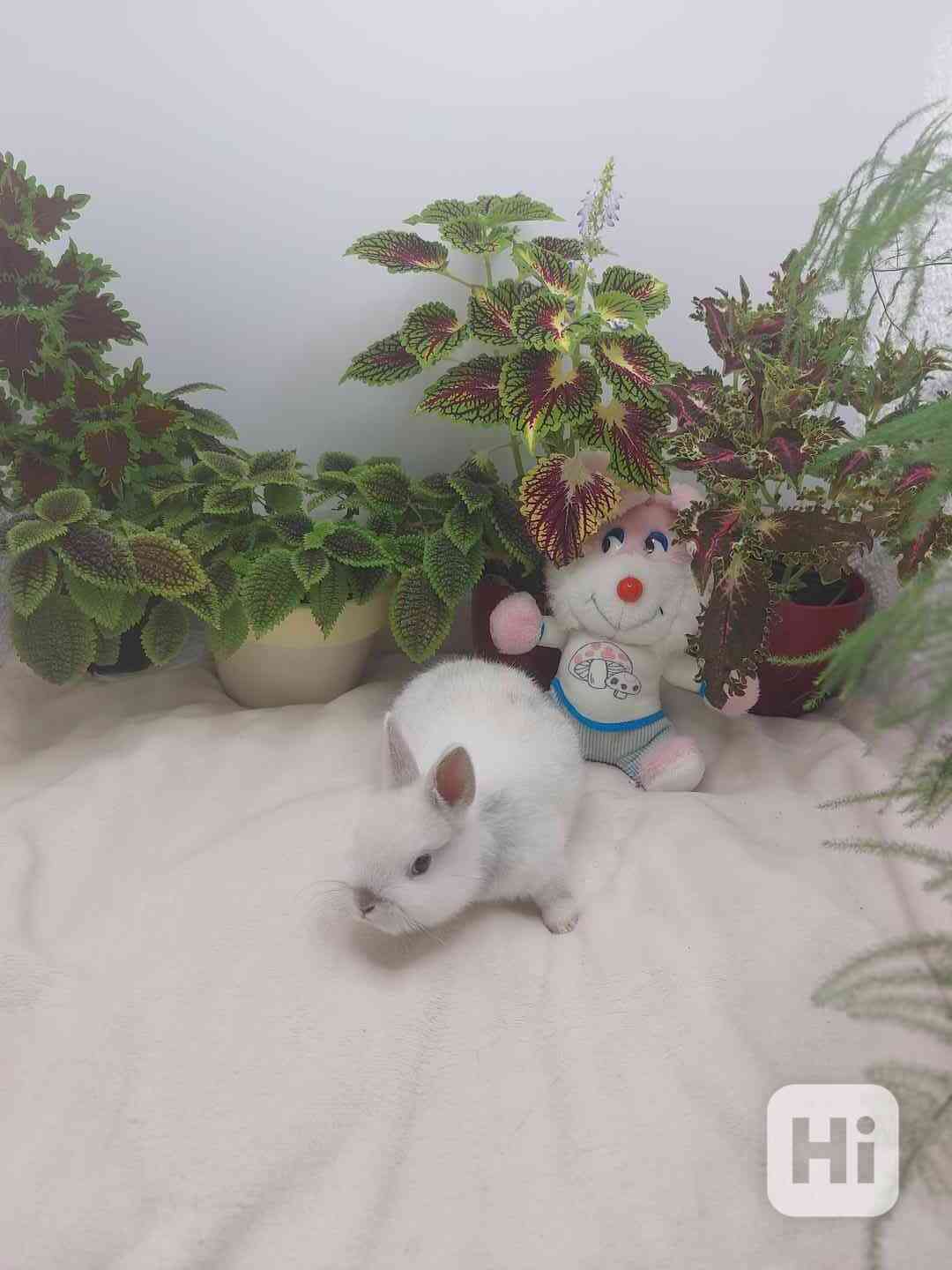 Zakrslý králík hladkosrstý - sameček - foto 1