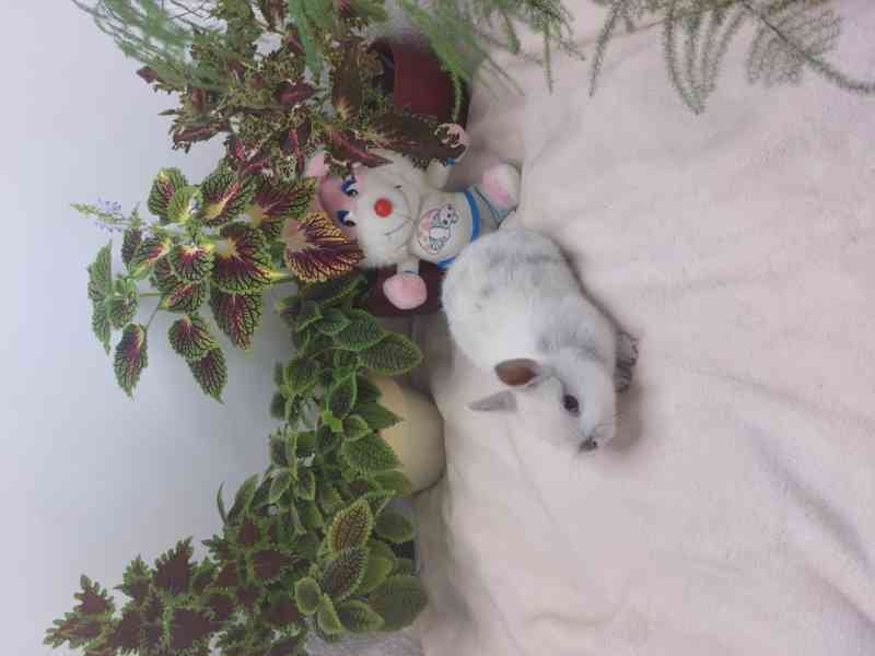 Zakrslý králík hladkosrstý - sameček - foto 3