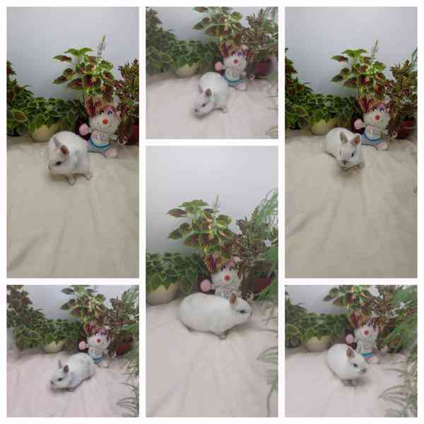 Zakrslý králík hladkosrstý - sameček - foto 4