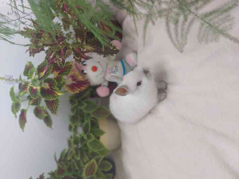 Zakrslý králík hladkosrstý - sameček - foto 2