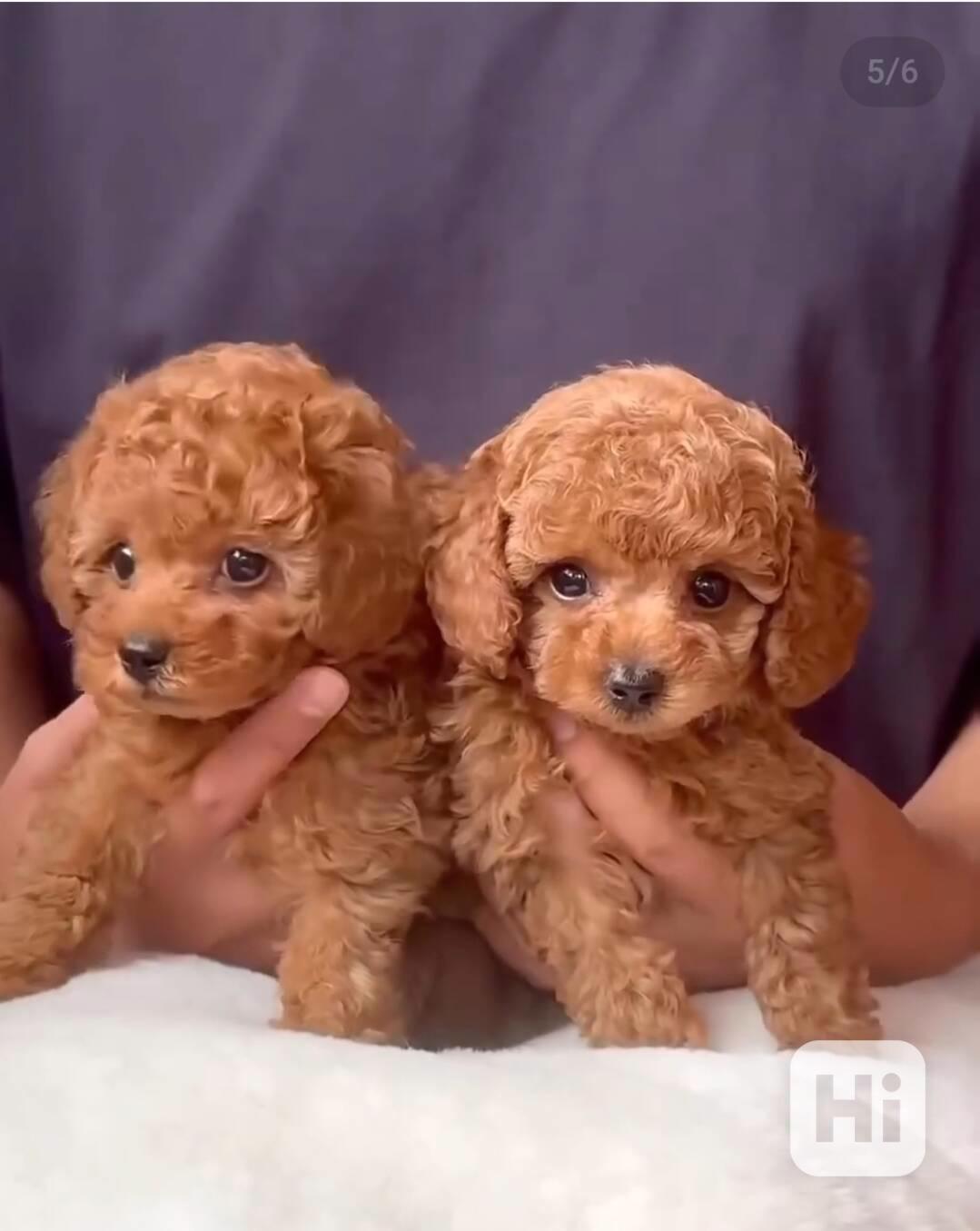 Štěňata toy pudla - foto 1