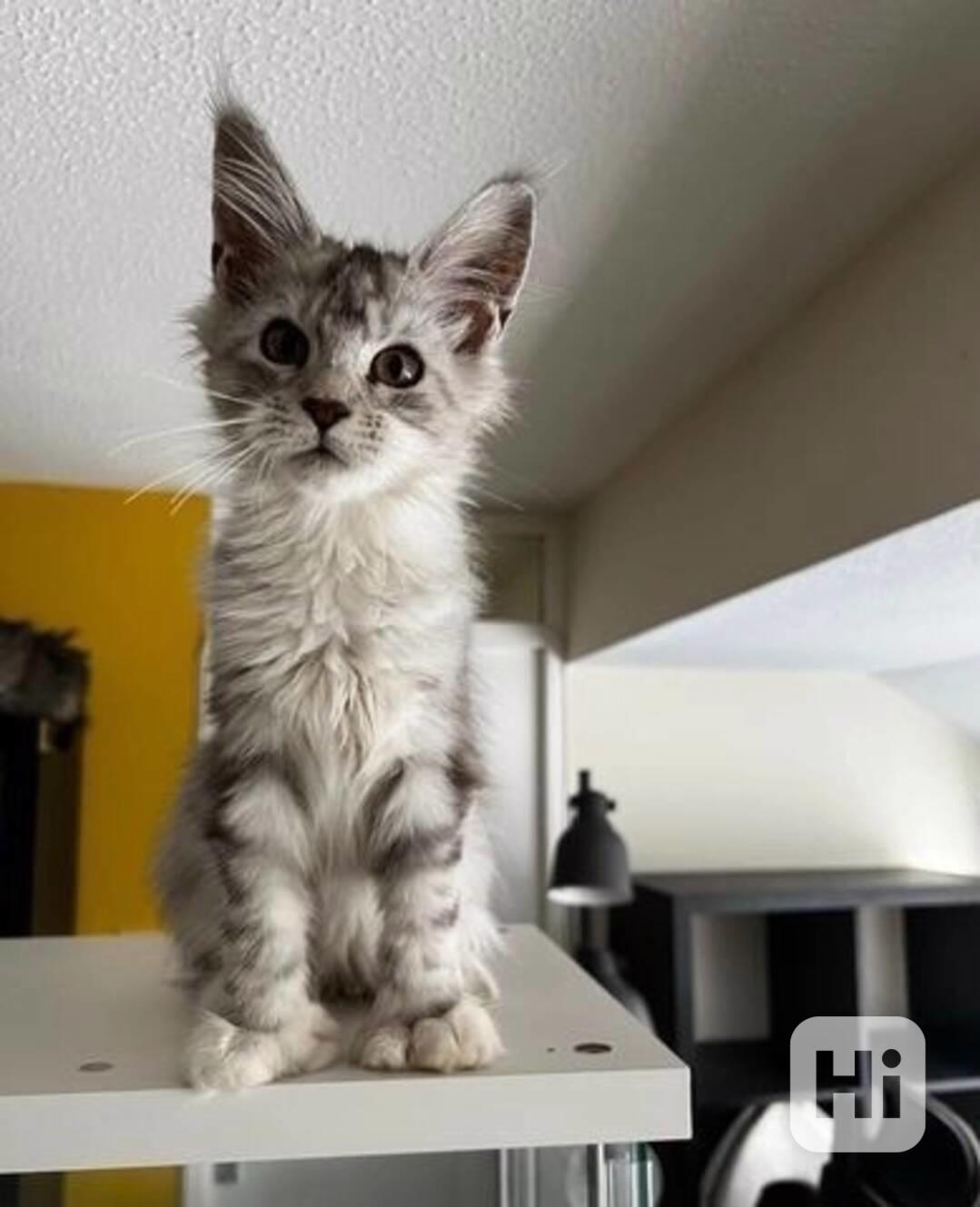 Dvě okouzlující kočky plemene Maine Coon hledají nové členy - foto 1