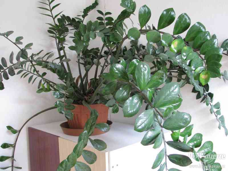 Zamioculcas zamiifolia - foto 1
