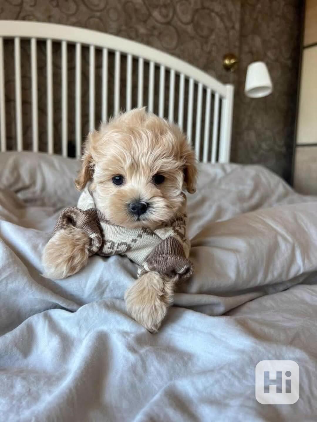 Maltipoo F1 caramel - foto 1