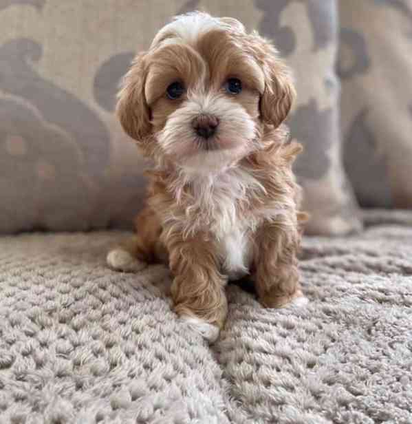 Maltipoo F1 caramel - foto 4