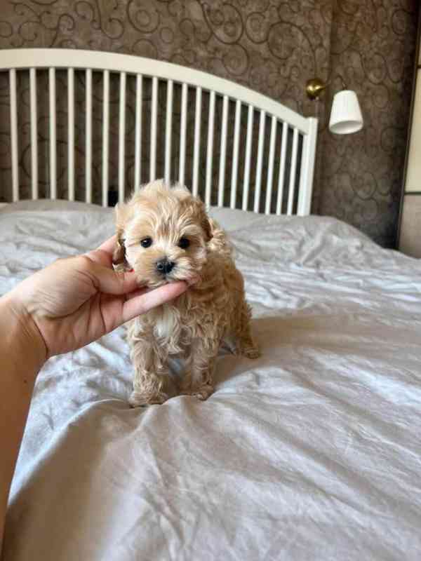 Maltipoo F1 caramel - foto 3