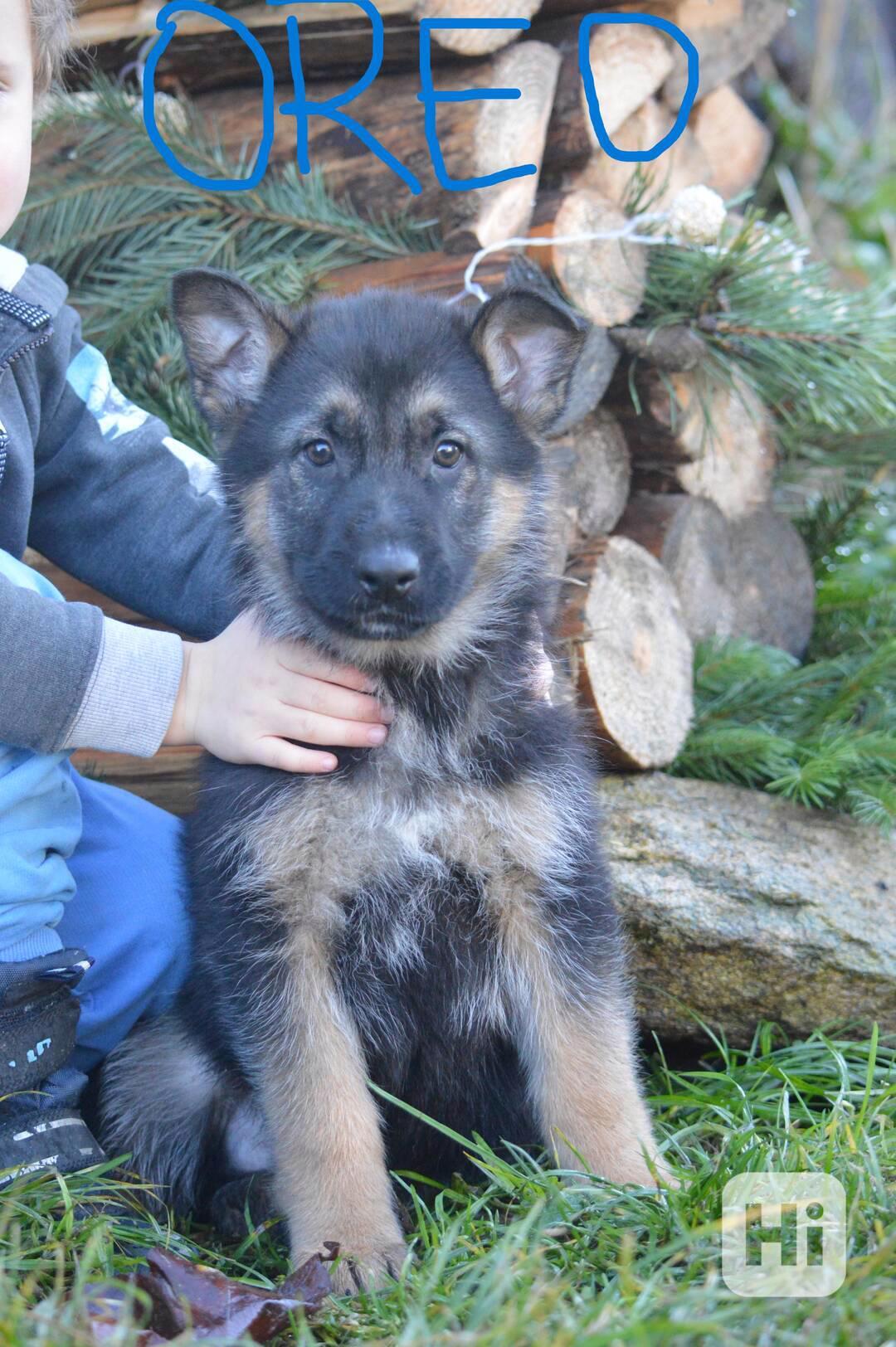 Německý ovčák - foto 1