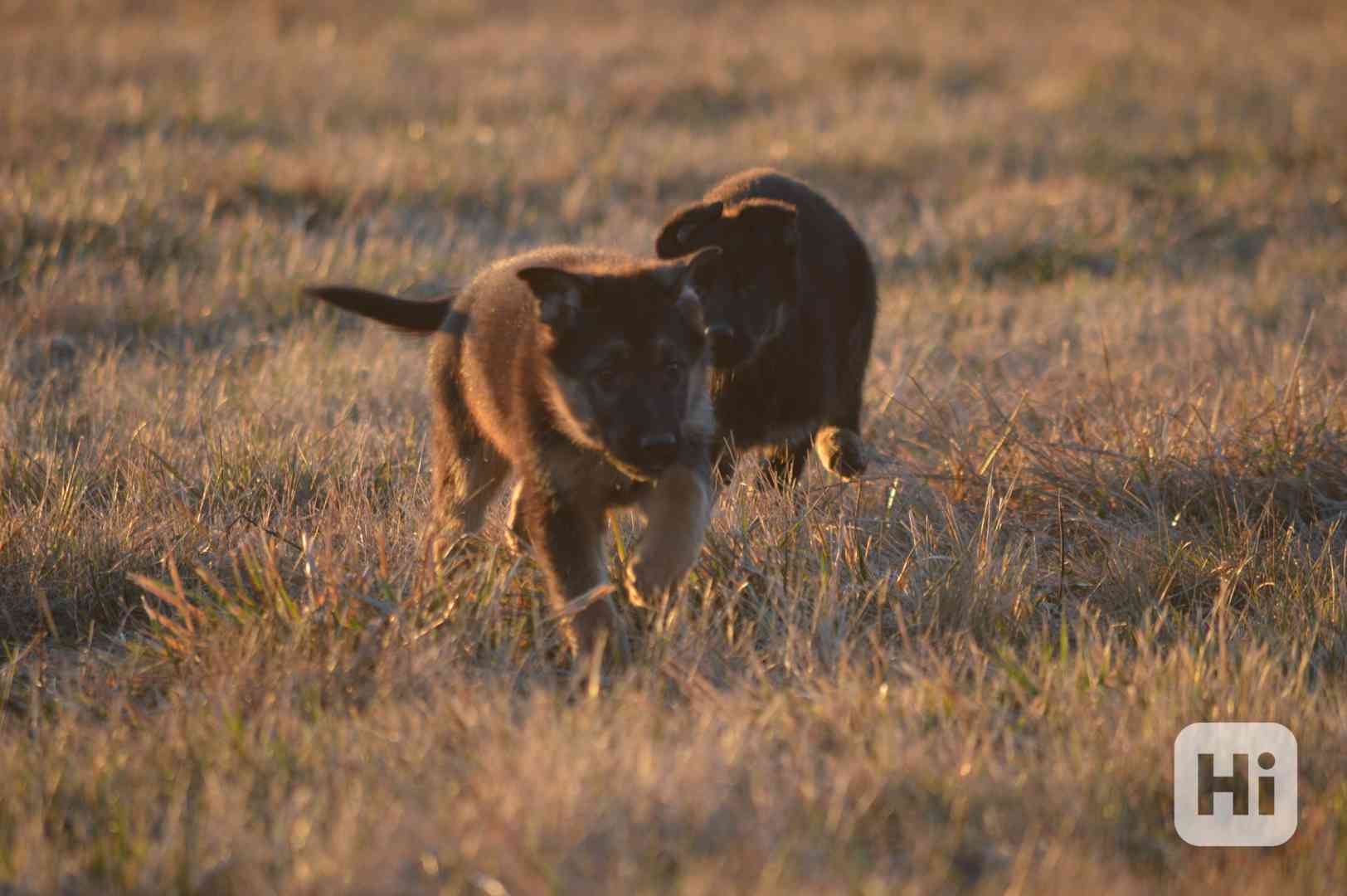 Německý ovčák - foto 1
