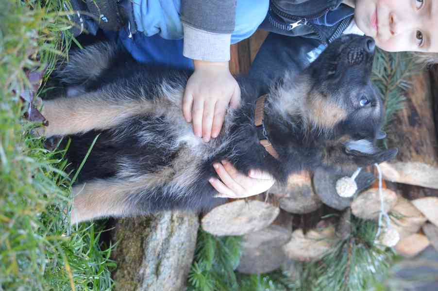 Německý ovčák - foto 2