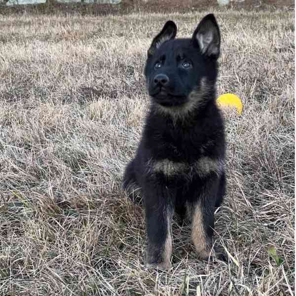 Německý ovčák - foto 13