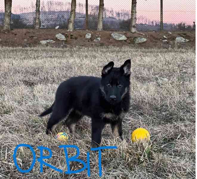 Německý ovčák - foto 12